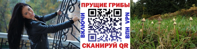 дарнет шоп  Фрязино  мега зеркало  Псилоцибиновые грибы прущие грибы 